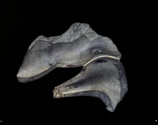 Reverse of a Fragment of Carved Dish with Duck Motifs, Early Dynastic Period